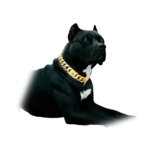 royal-dog-chains-with-no-stones